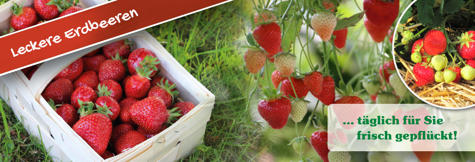 Leckere Erdbeeren ... täglich für Sie frisch gepflückt!