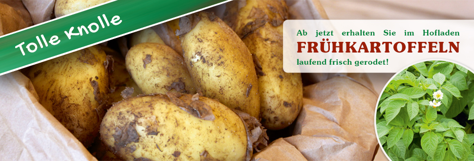 Ab jetzt erhalten Sie unsere eigenen Frühkartoffeln - Laufend frisch gerodet!