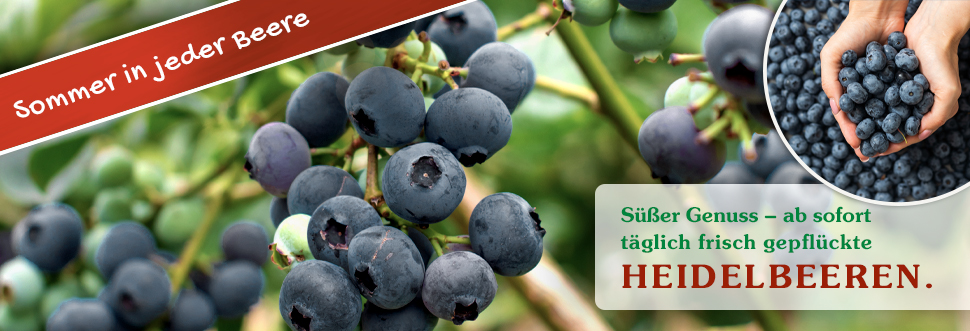 Süßer Genuss - ab sofort täglich frisch gepflückte Heidelbeeren.
