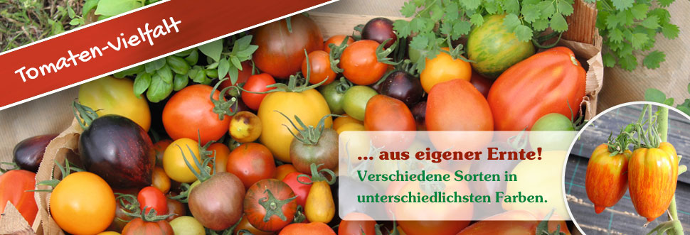 Tomaten-Vielfalt aus eigener Ernte! Verschiedene Sorten in unterschiedlichsten Farben